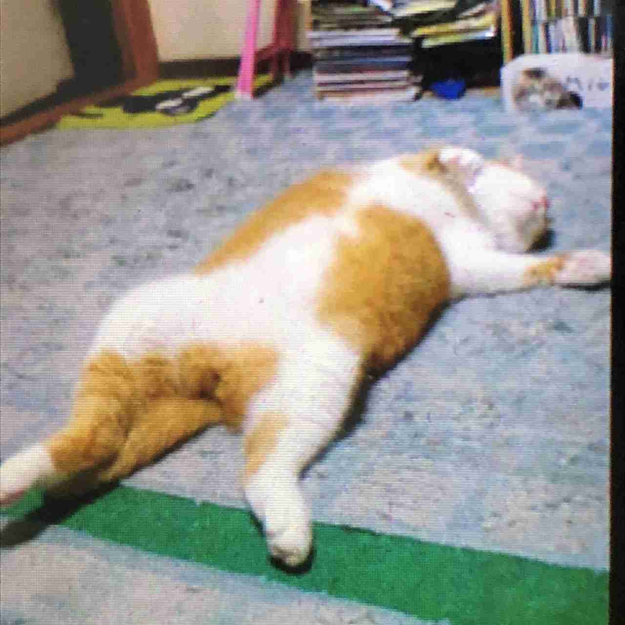 ペットのいる家の床事情