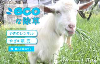 隣家の草木