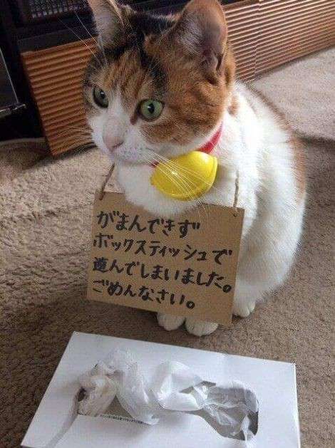 甲殻類が怖い（画像禁止）
