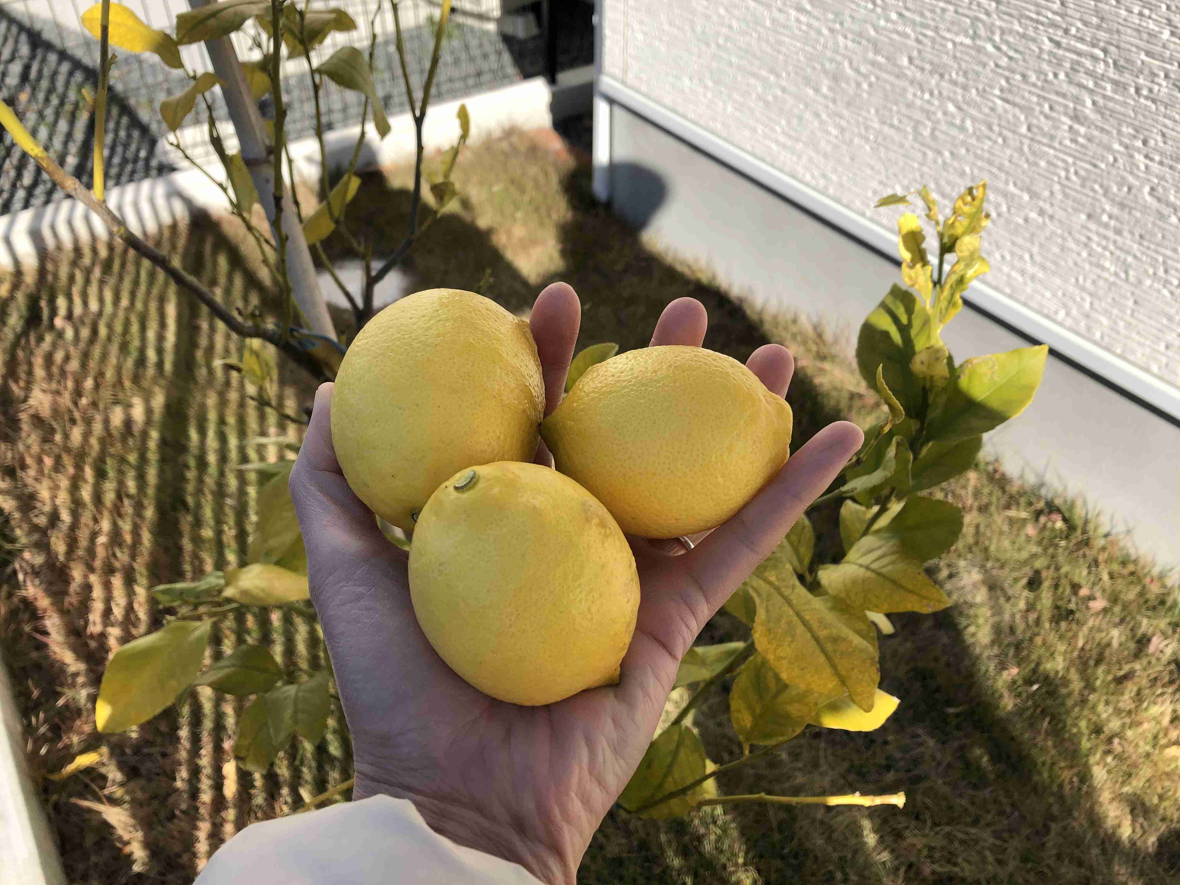 お庭つき一軒家に住みたい♡