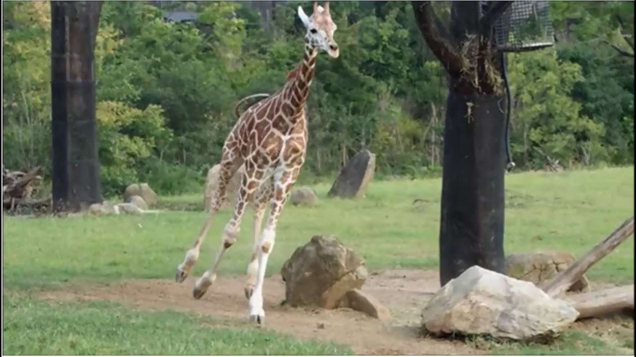 【実況・感想】麒麟がくる（20）「家康への文」