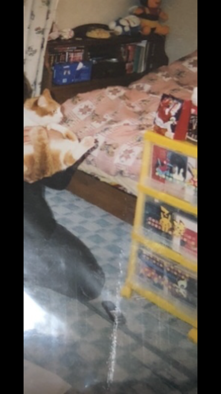 まるで抜け殻...飼い主以外に抱っこされる猫の呆然とした表情に「魂ぬけてる?」