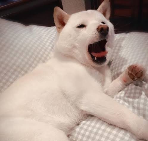 木村花さんの飼い猫　一時は衰弱も「今は元気いっぱい」関係者が報告