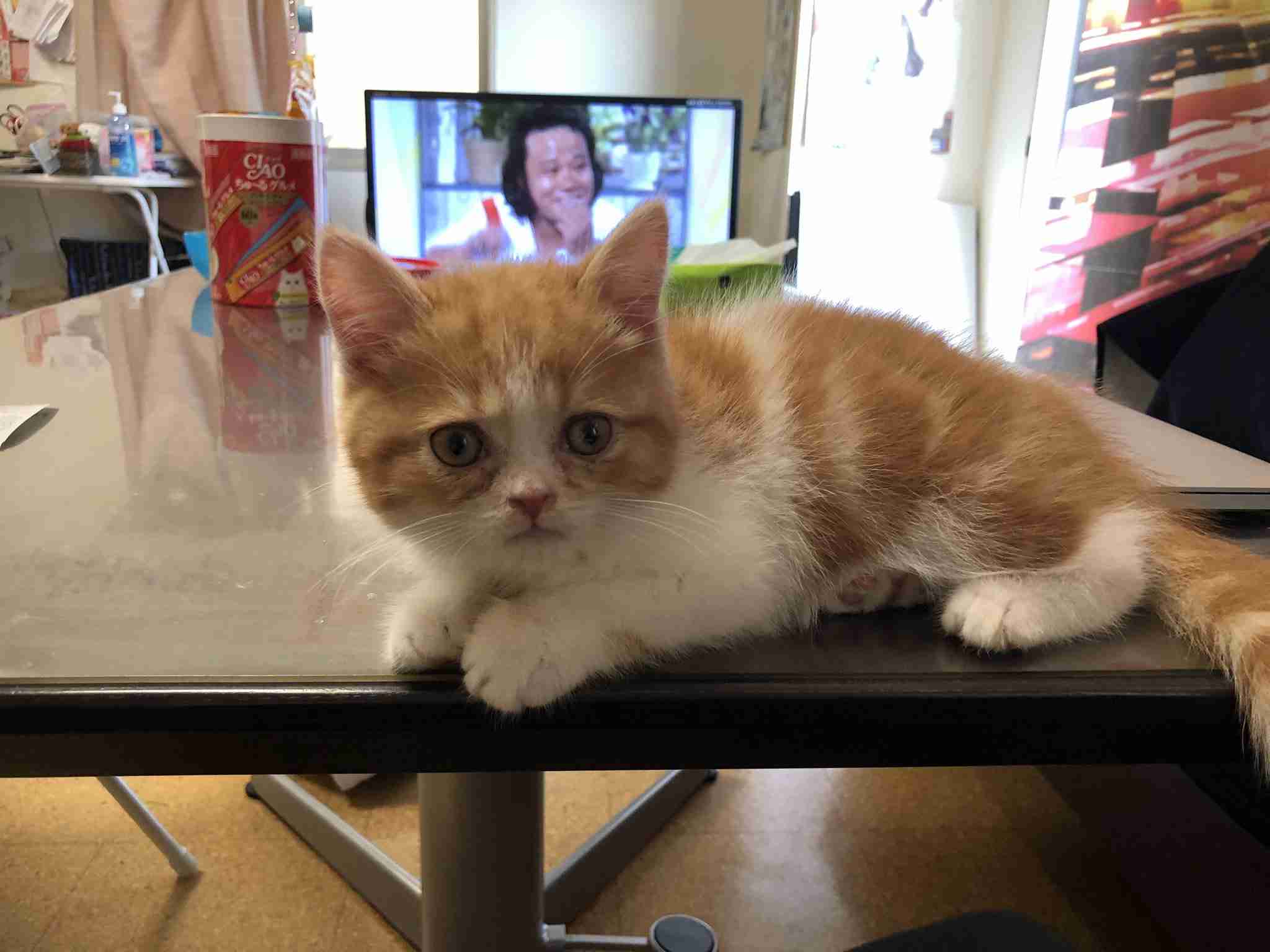 木村花さんの飼い猫　一時は衰弱も「今は元気いっぱい」関係者が報告