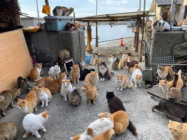 離島一人旅