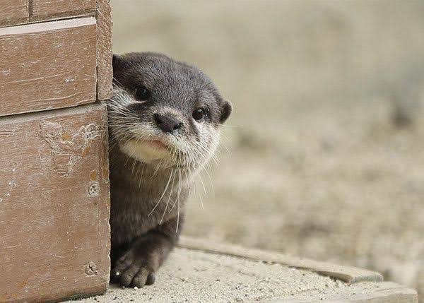 PRODUCE 101JAPAN を語りたいpart.７