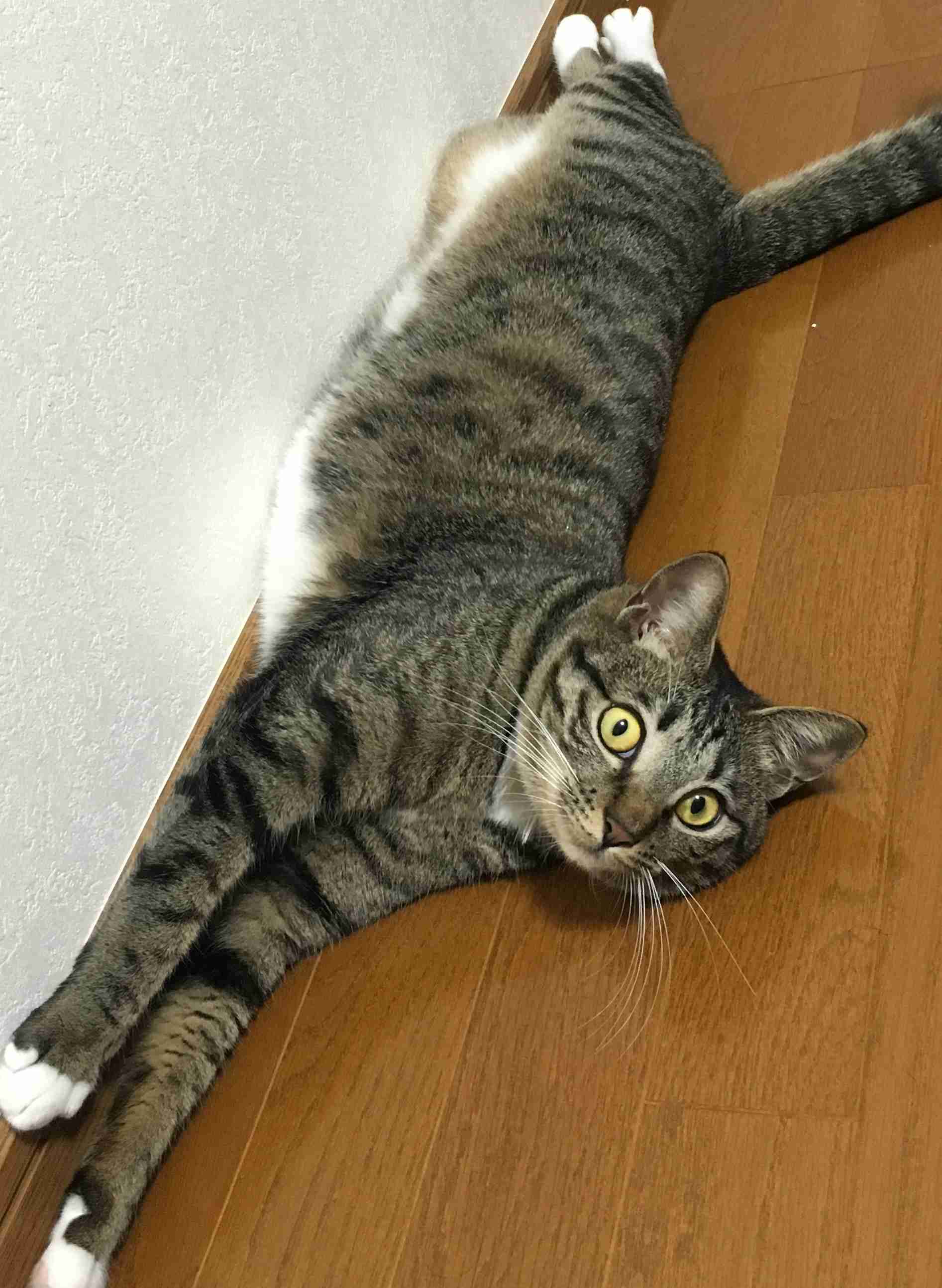 ペットの謎行動