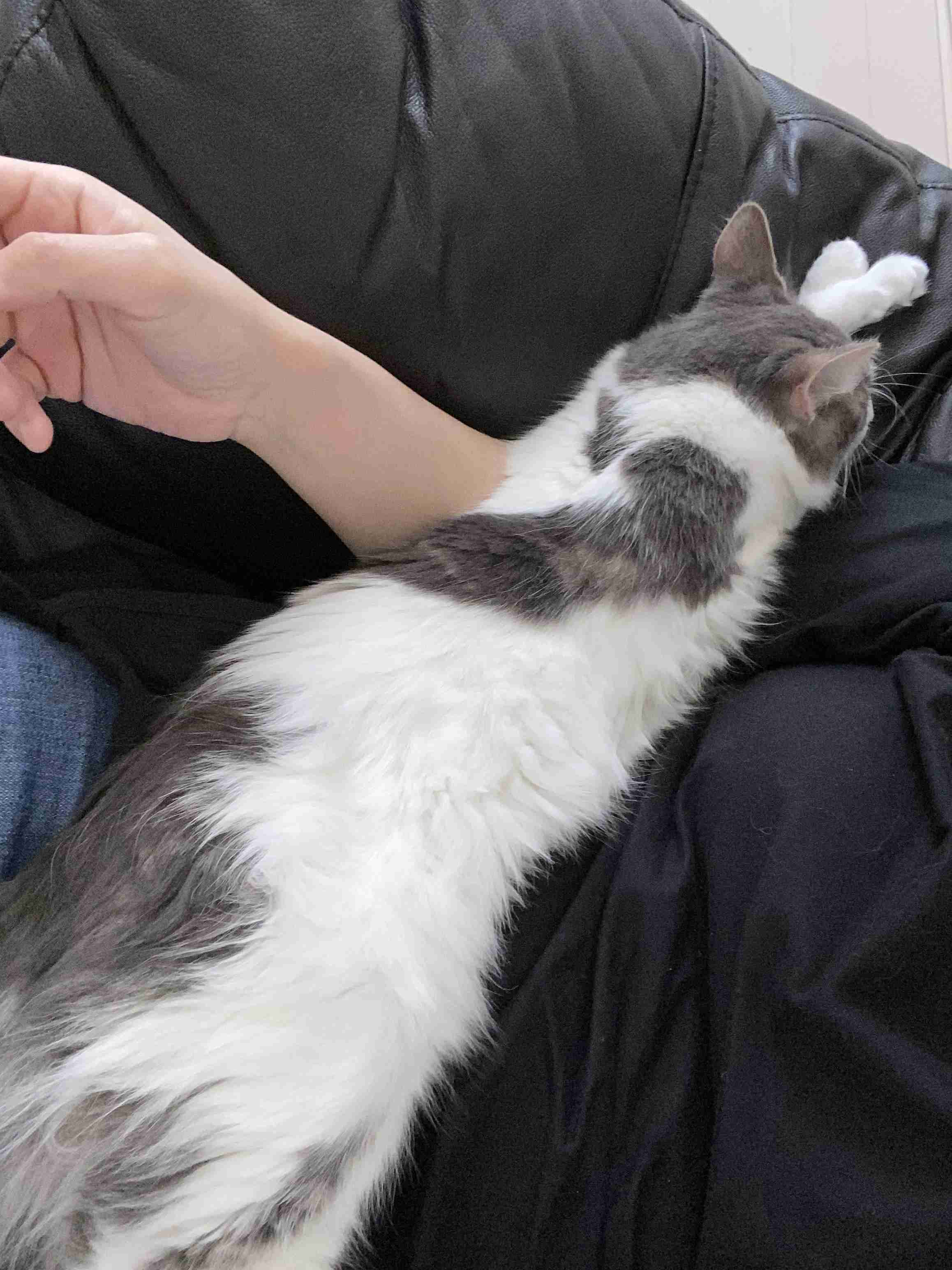 PAUL & JOEのコスメ以外を語りたい