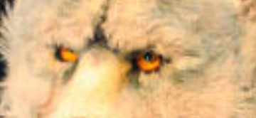 目元だけで誰だか当てるトピ
