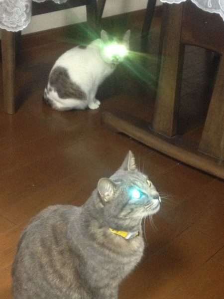 コメントをつけて動物画像を貼るトピ