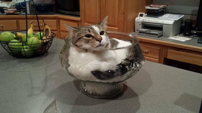 コメントをつけて動物画像を貼るトピ