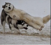 コメントをつけて動物画像を貼るトピ