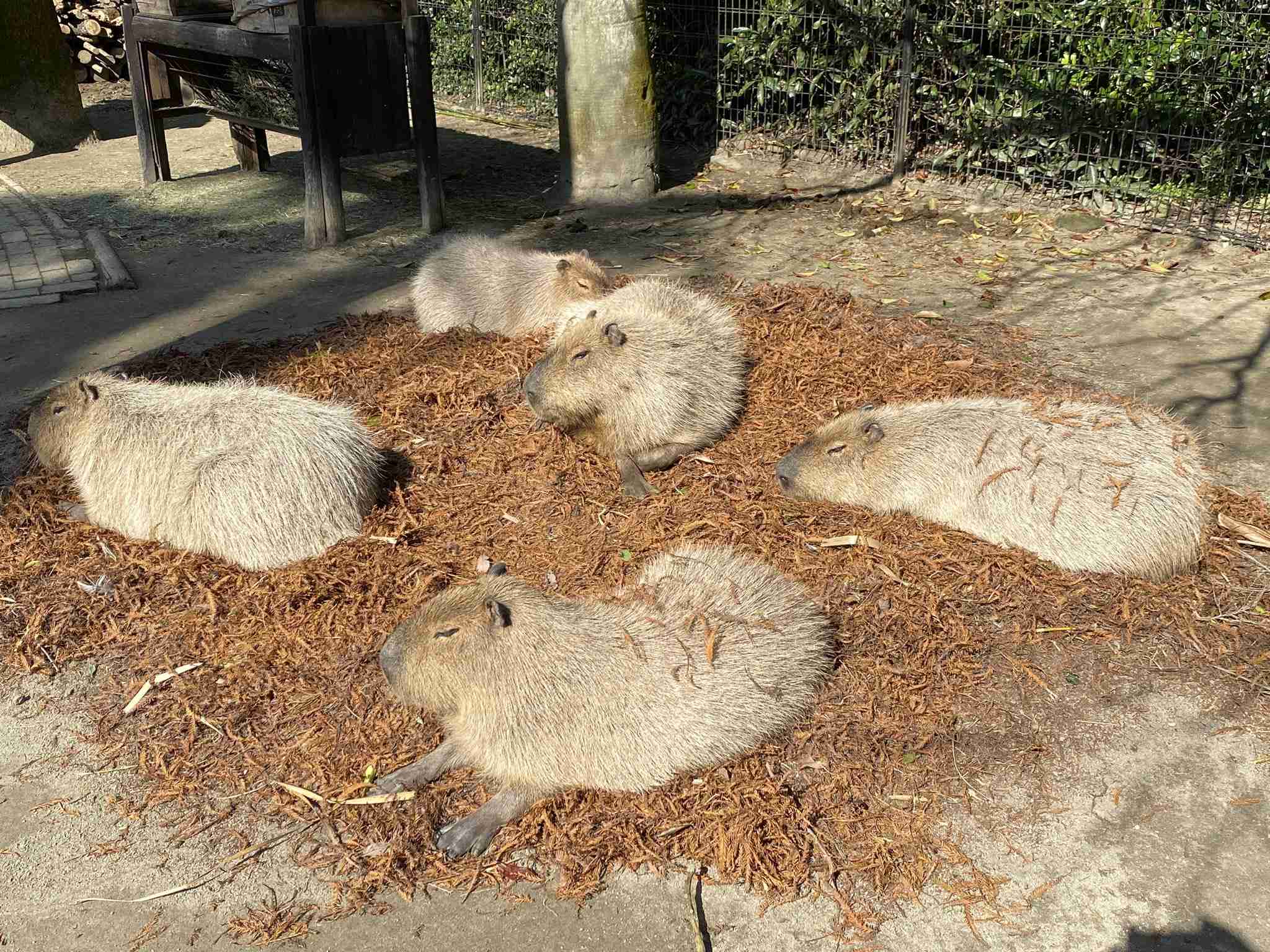 コメントをつけて動物画像を貼るトピ