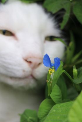コメントをつけて動物画像を貼るトピ