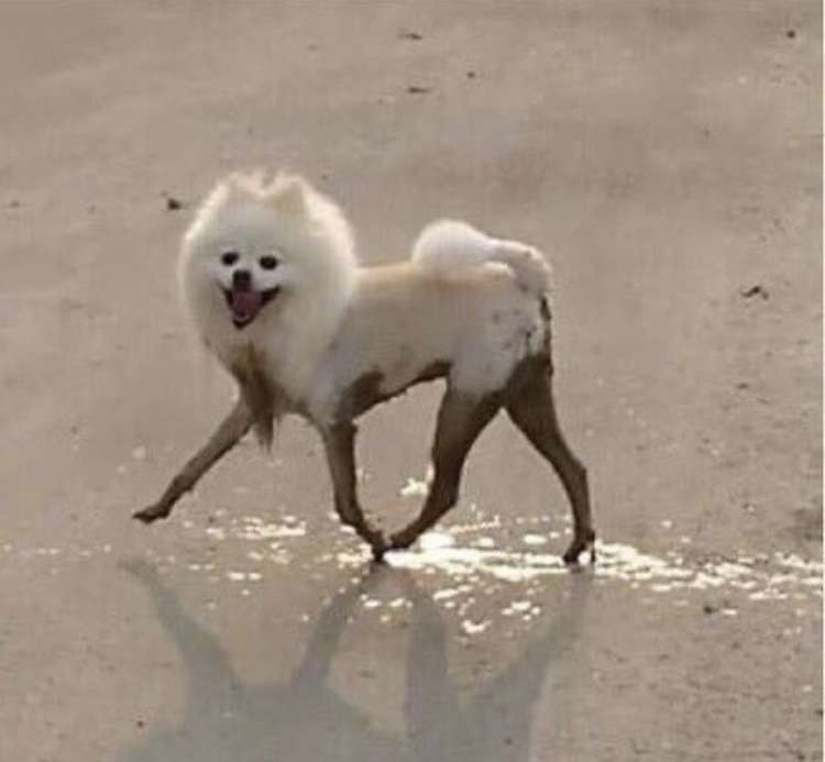 コメントをつけて動物画像を貼るトピ