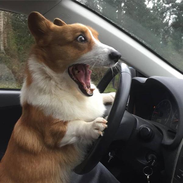 コメントをつけて動物画像を貼るトピ
