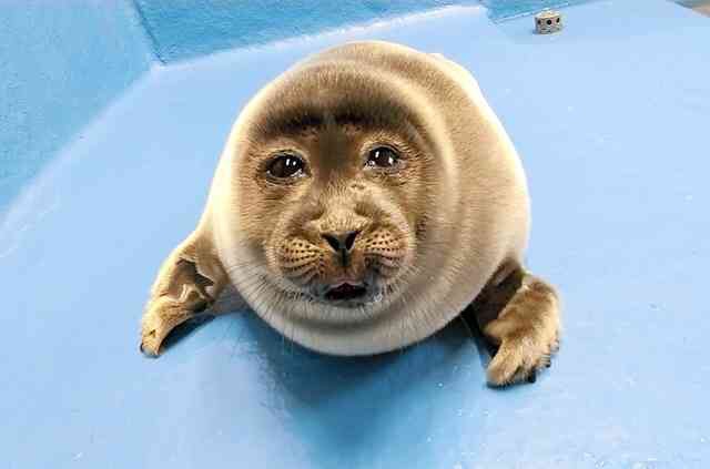 コメントをつけて動物画像を貼るトピ
