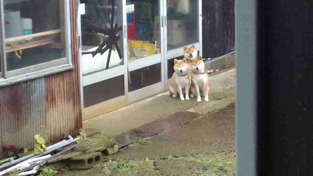 コメントをつけて動物画像を貼るトピ