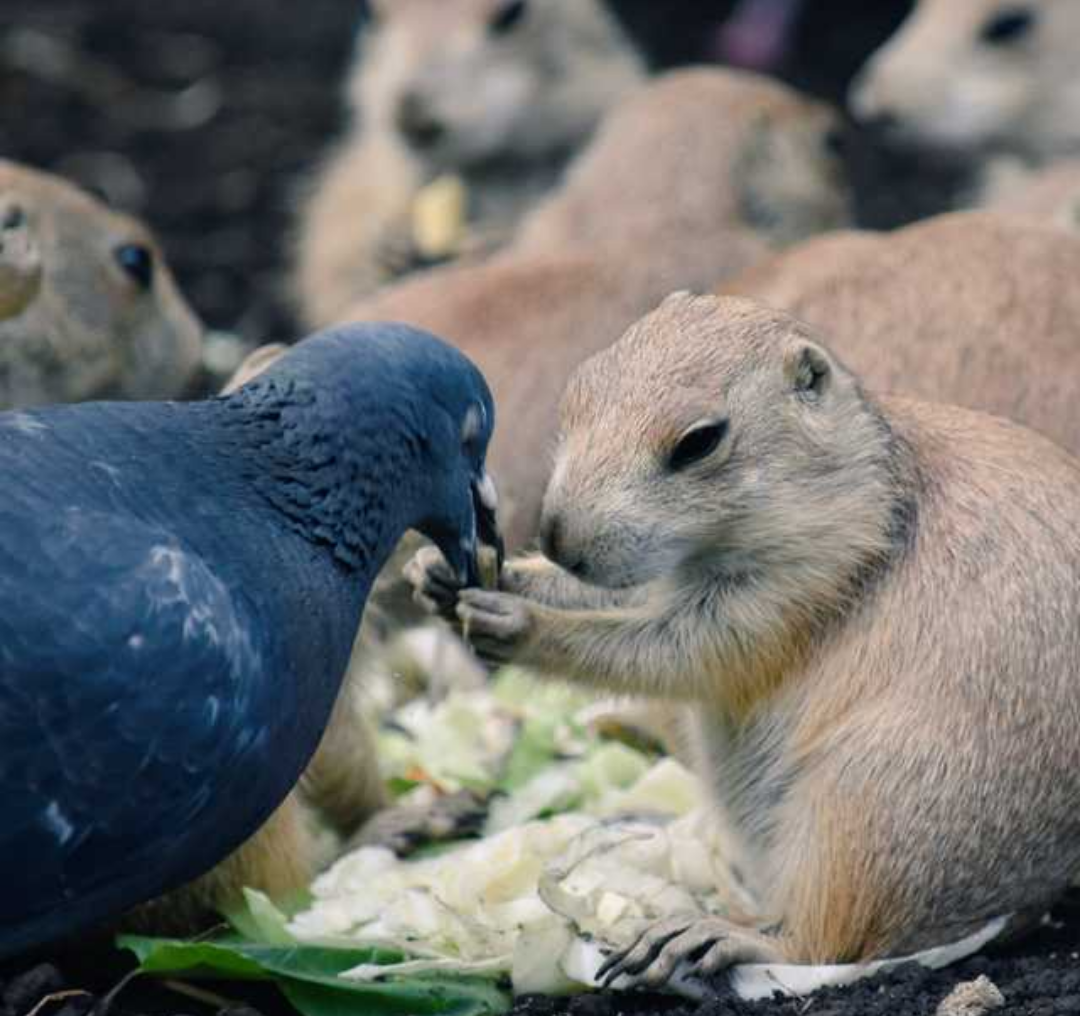 コメントをつけて動物画像を貼るトピ