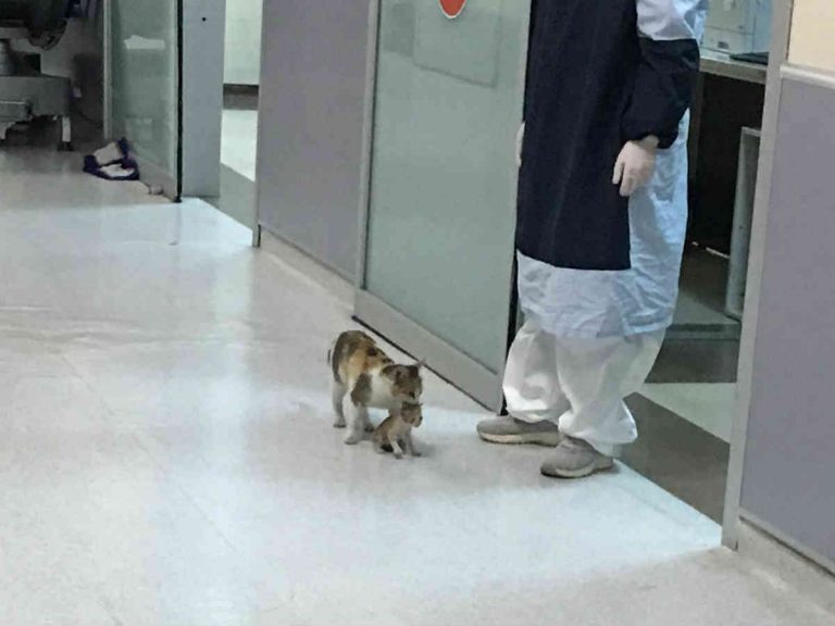 コメントをつけて動物画像を貼るトピ