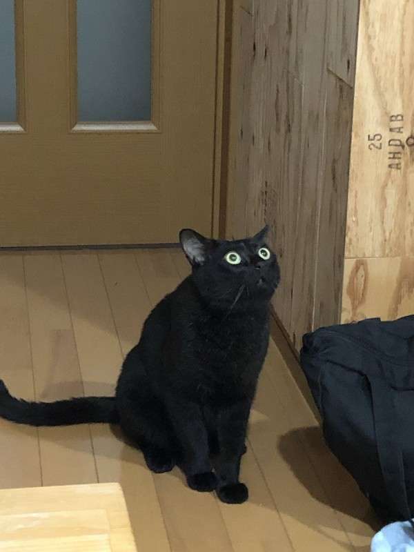 コメントをつけて動物画像を貼るトピ