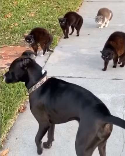 コメントをつけて動物画像を貼るトピ