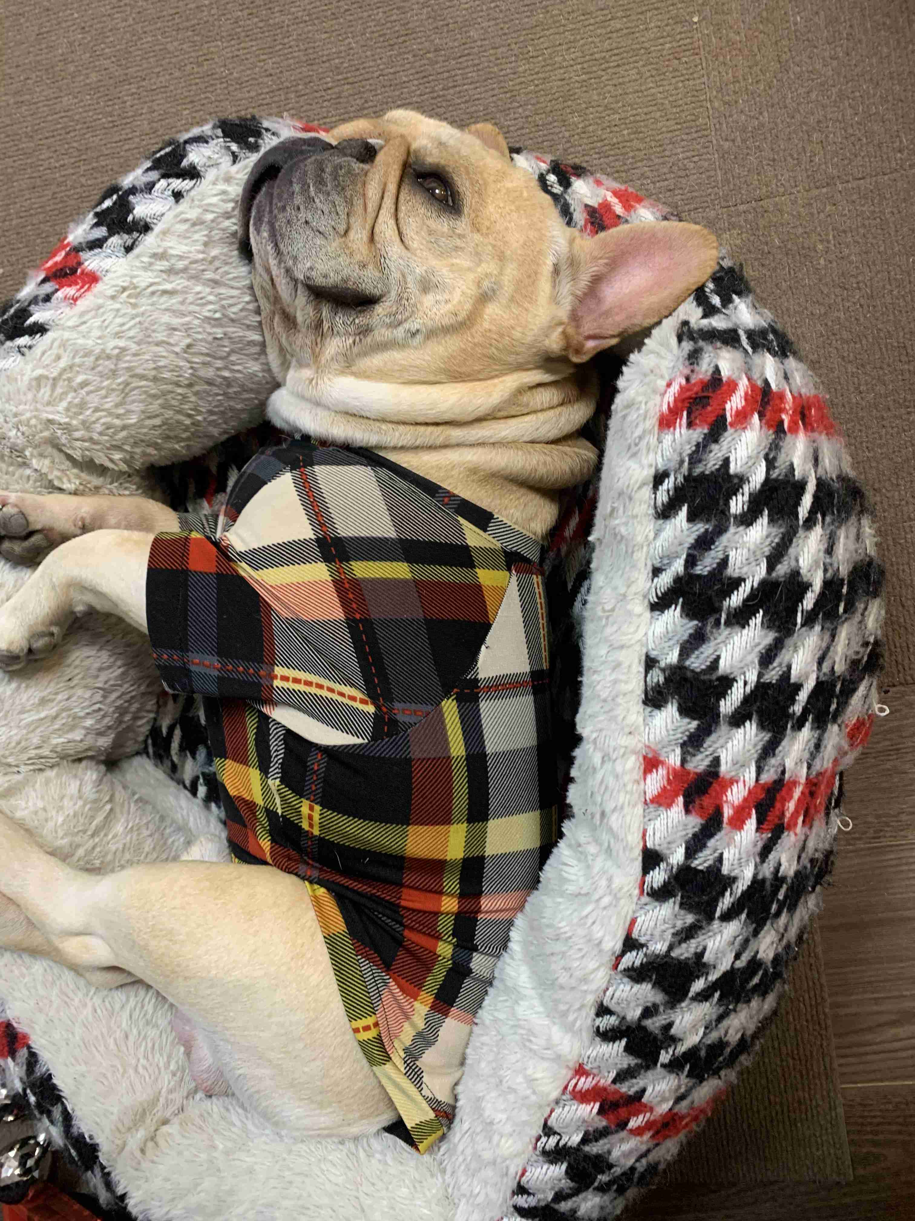 コメントをつけて動物画像を貼るトピ