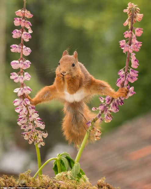 コメントをつけて動物画像を貼るトピ