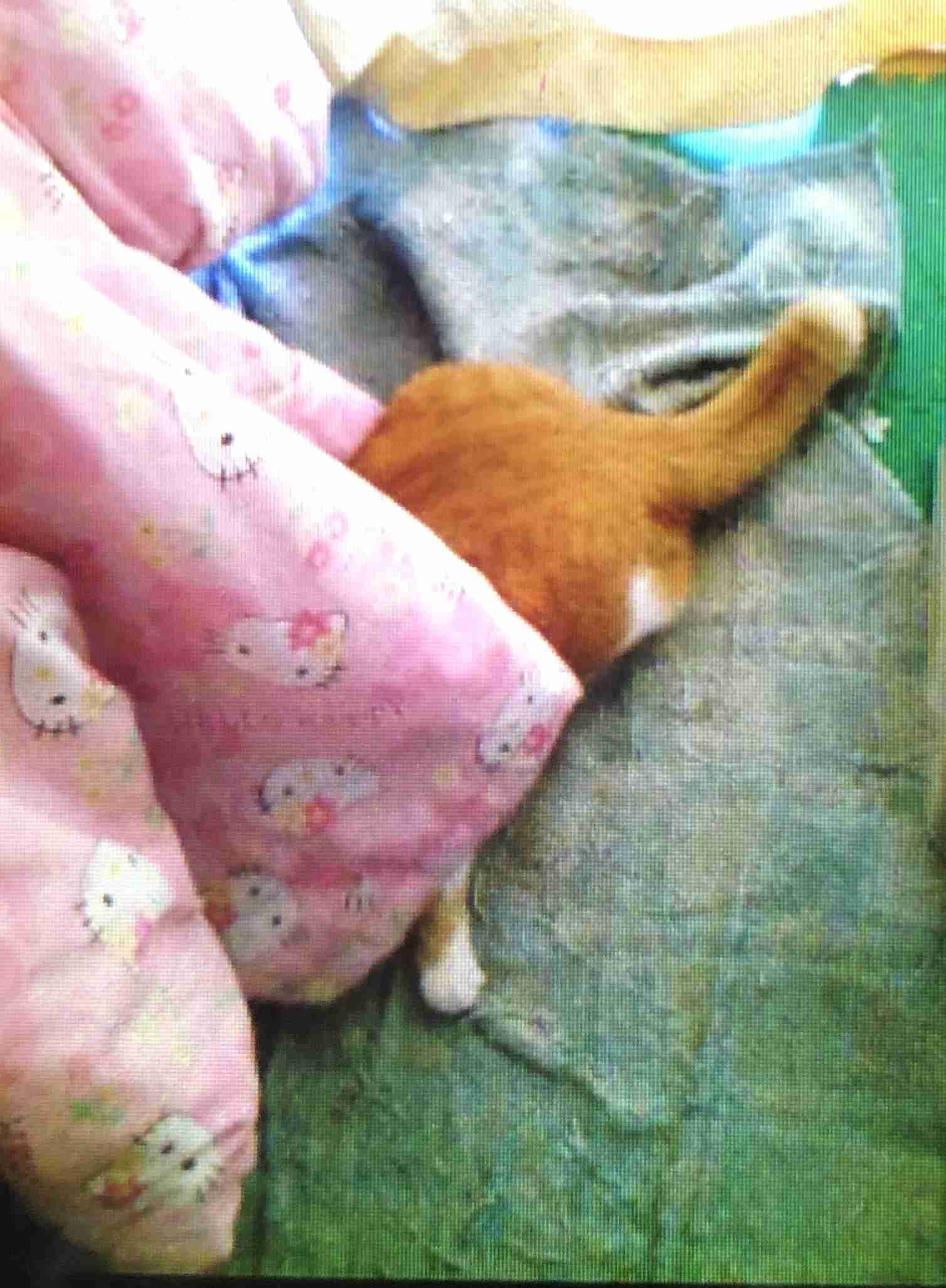 コメントをつけて動物画像を貼るトピ