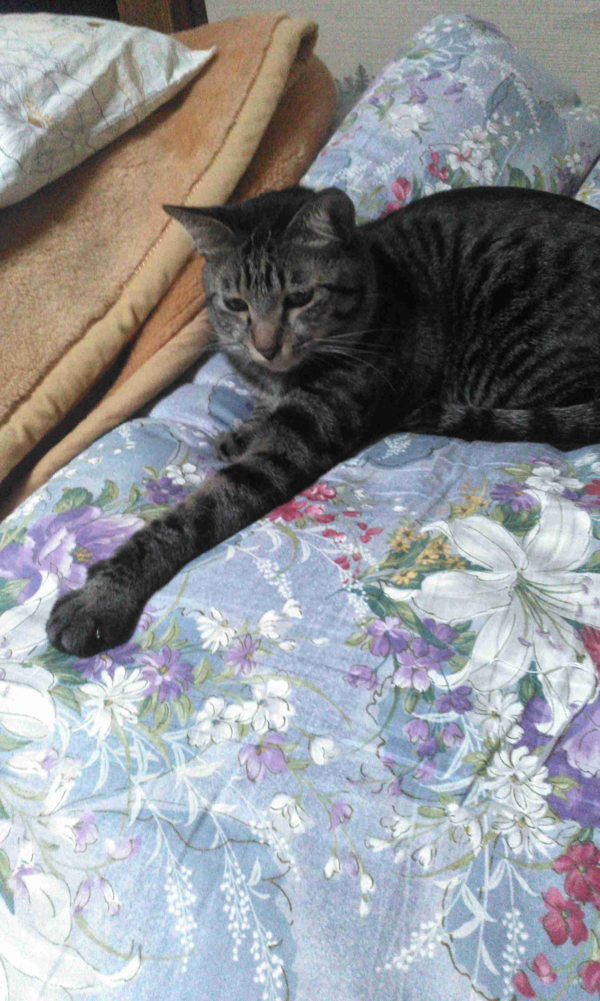 コメントをつけて動物画像を貼るトピ