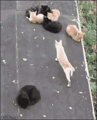 コメントをつけて動物画像を貼るトピ