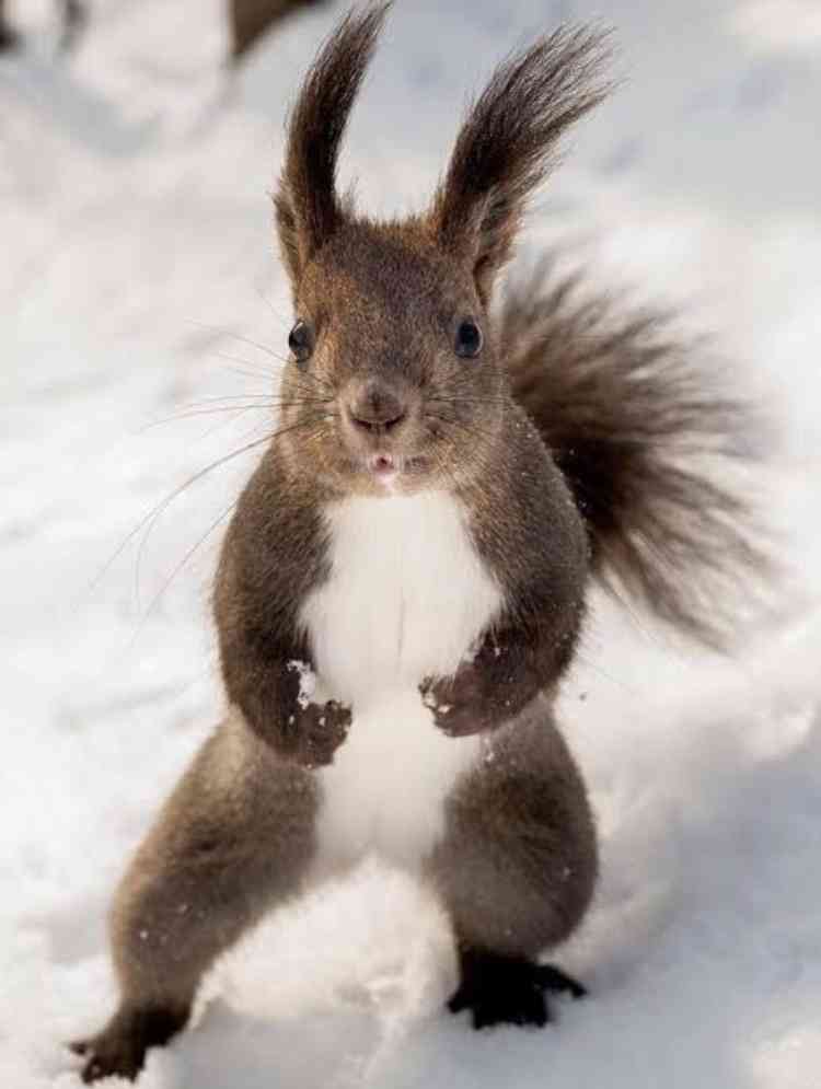 コメントをつけて動物画像を貼るトピ