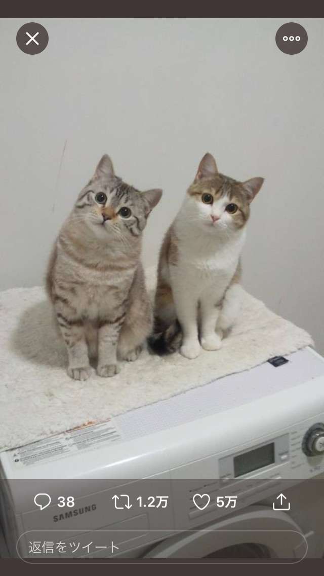 コメントをつけて動物画像を貼るトピ
