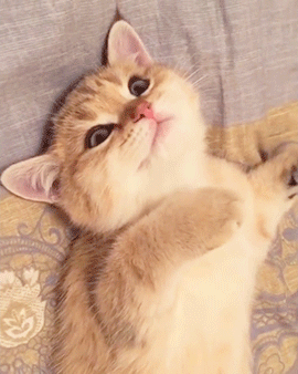 コメントをつけて動物画像を貼るトピ