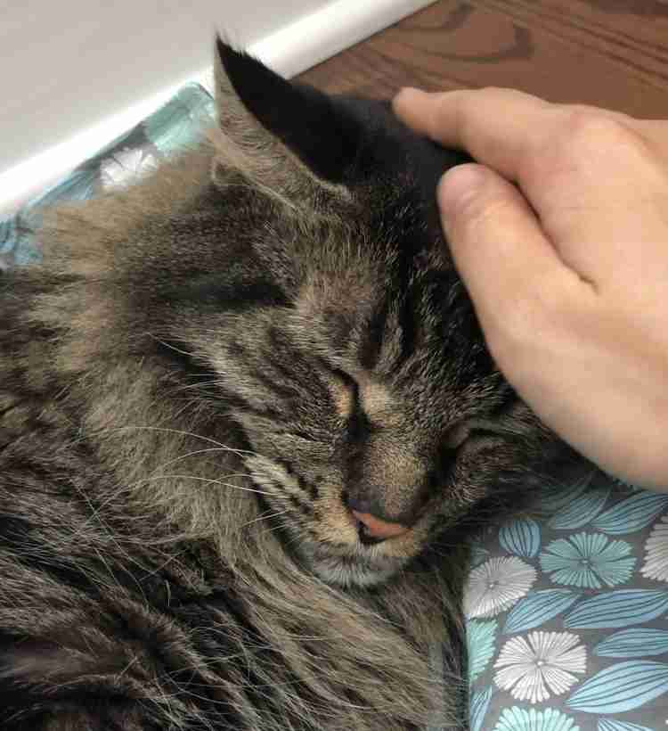 コメントをつけて動物画像を貼るトピ