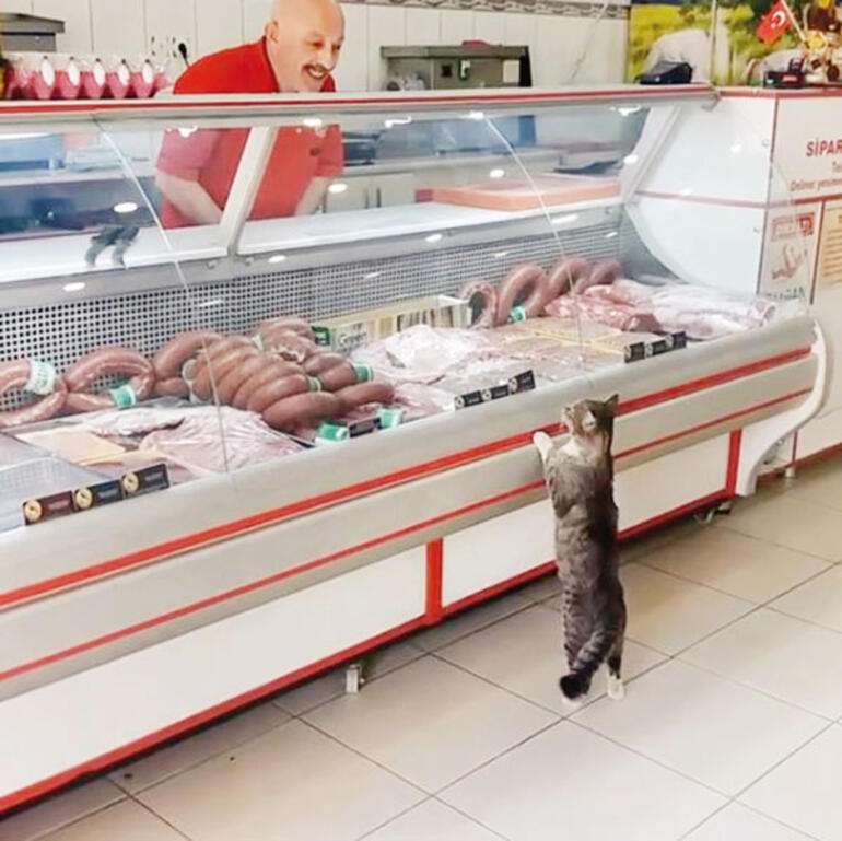 コメントをつけて動物画像を貼るトピ
