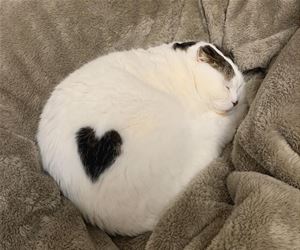 コメントをつけて動物画像を貼るトピ