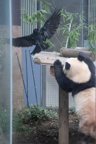 コメントをつけて動物画像を貼るトピ