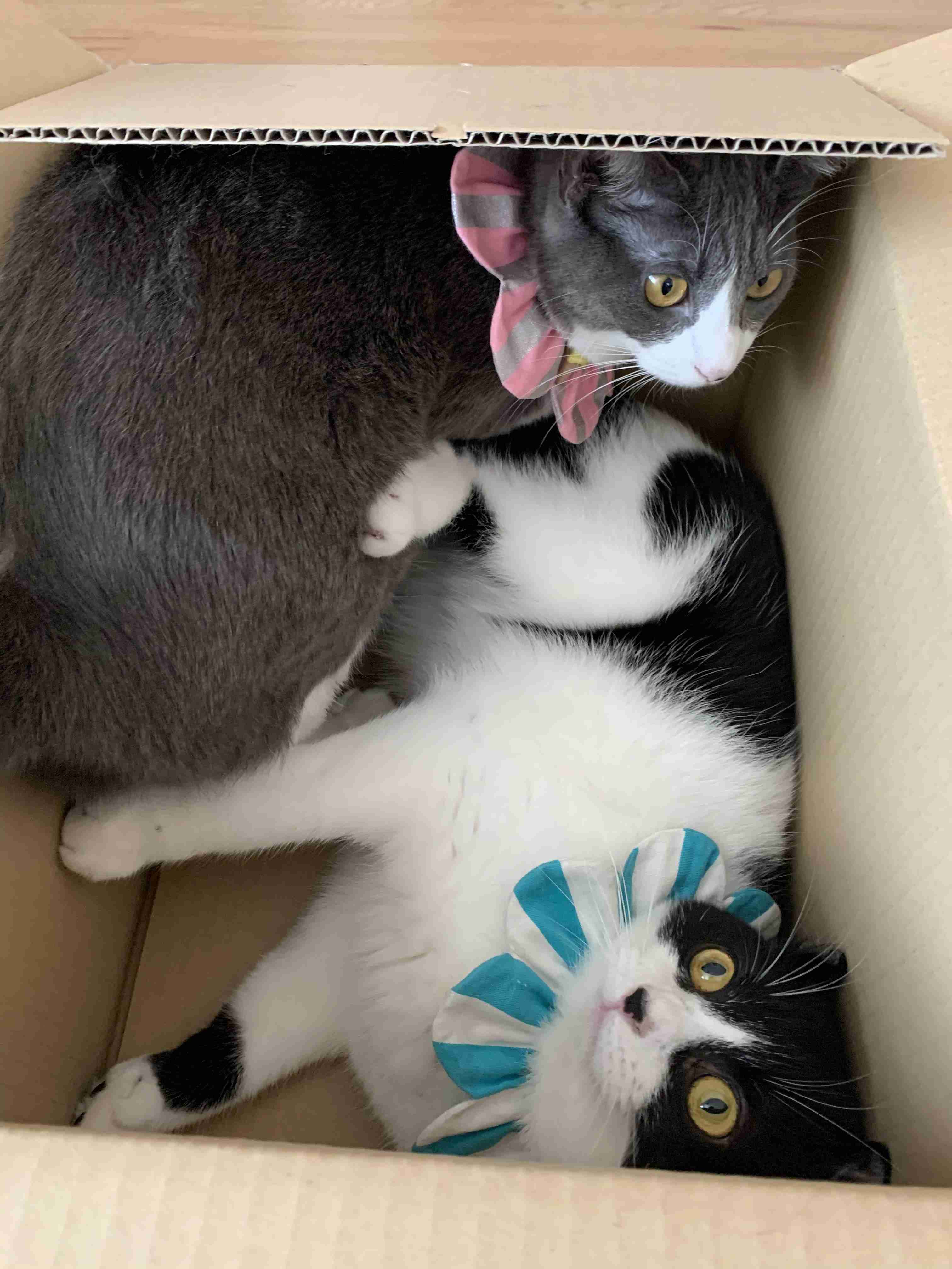 コメントをつけて動物画像を貼るトピ