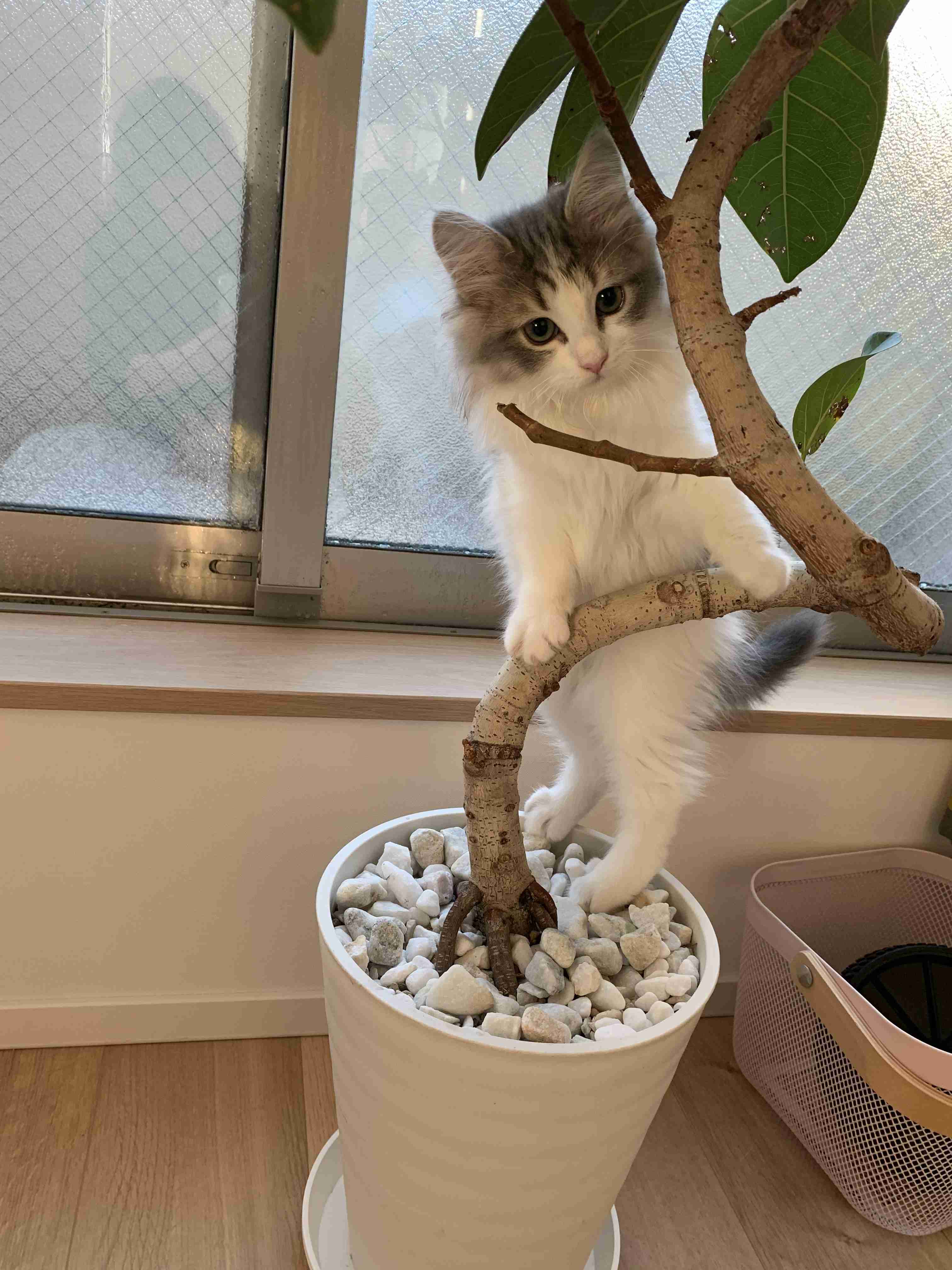 コメントをつけて動物画像を貼るトピ