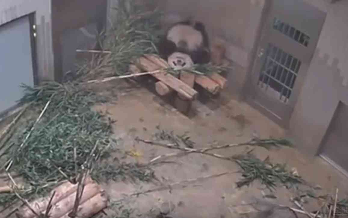 コメントをつけて動物画像を貼るトピ
