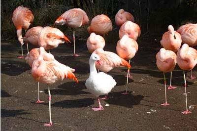 コメントをつけて動物画像を貼るトピ