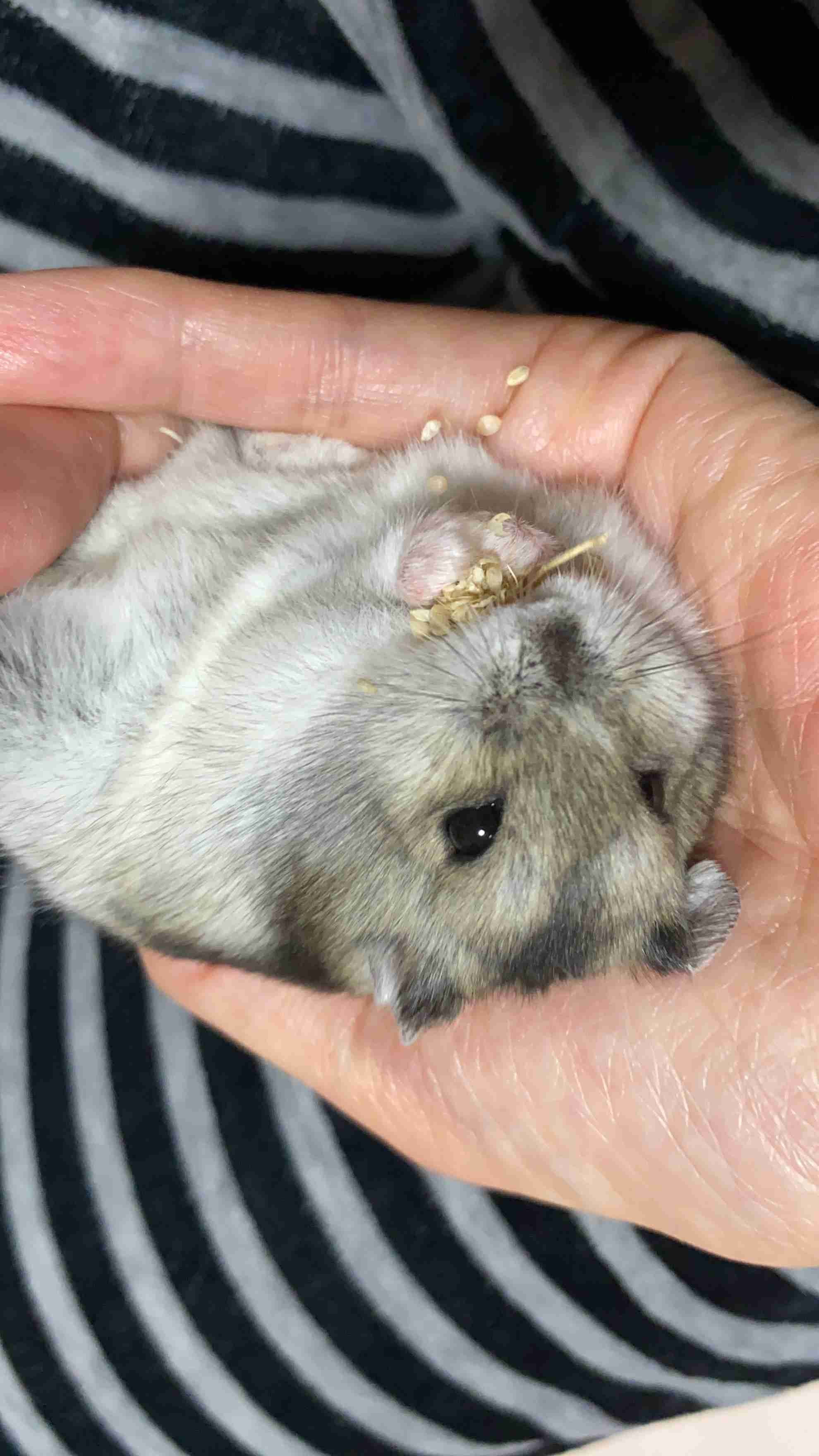 コメントをつけて動物画像を貼るトピ