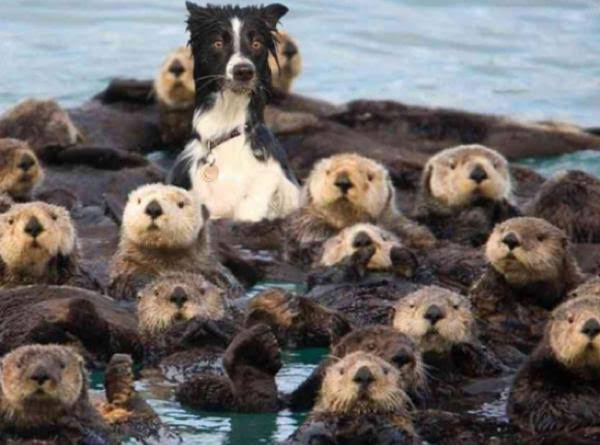 コメントをつけて動物画像を貼るトピ