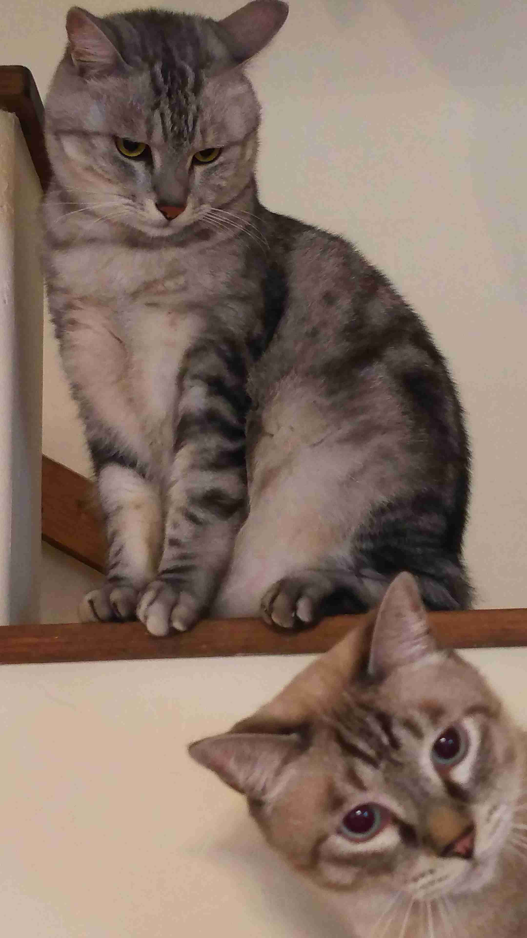 コメントをつけて動物画像を貼るトピ