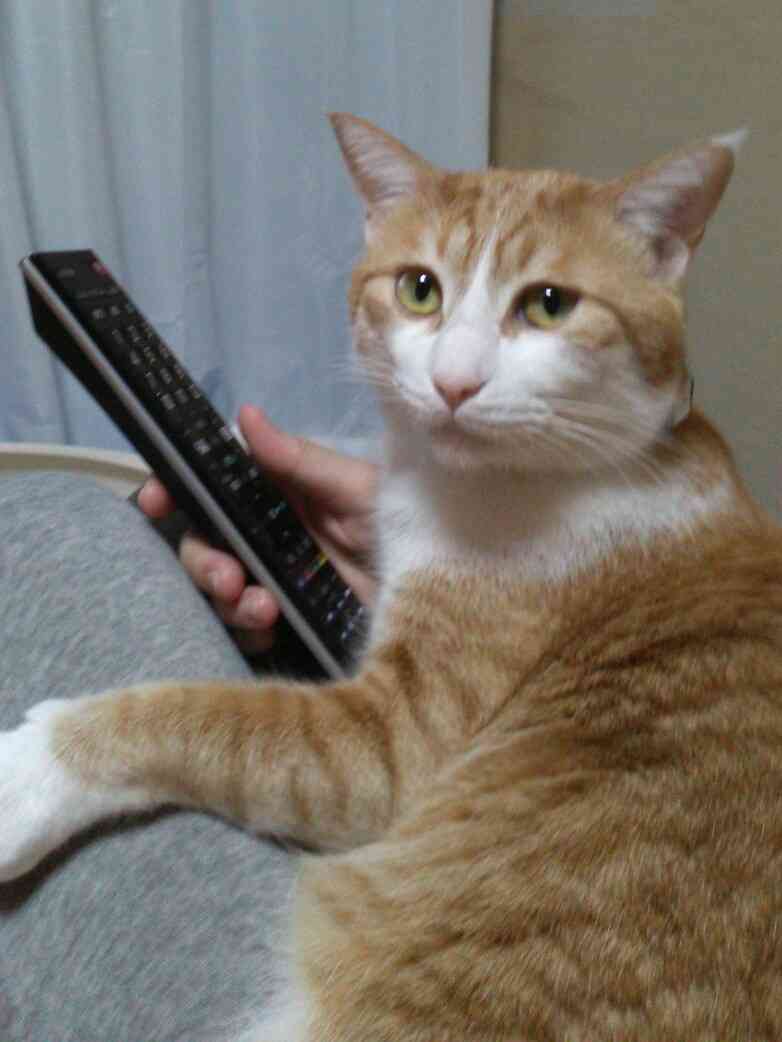 コメントをつけて動物画像を貼るトピ