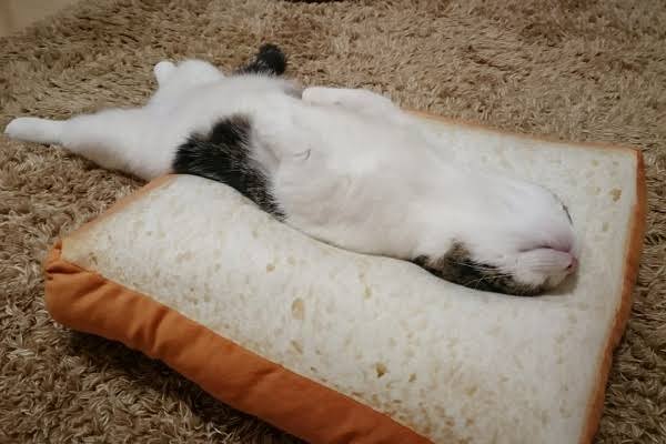 コメントをつけて動物画像を貼るトピ