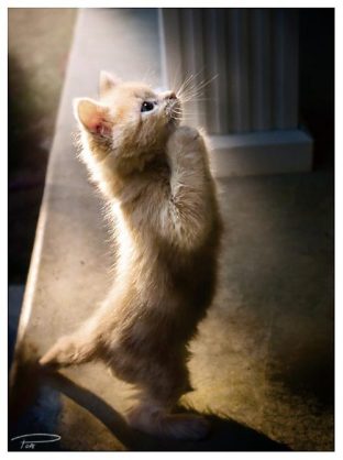 コメントをつけて動物画像を貼るトピ