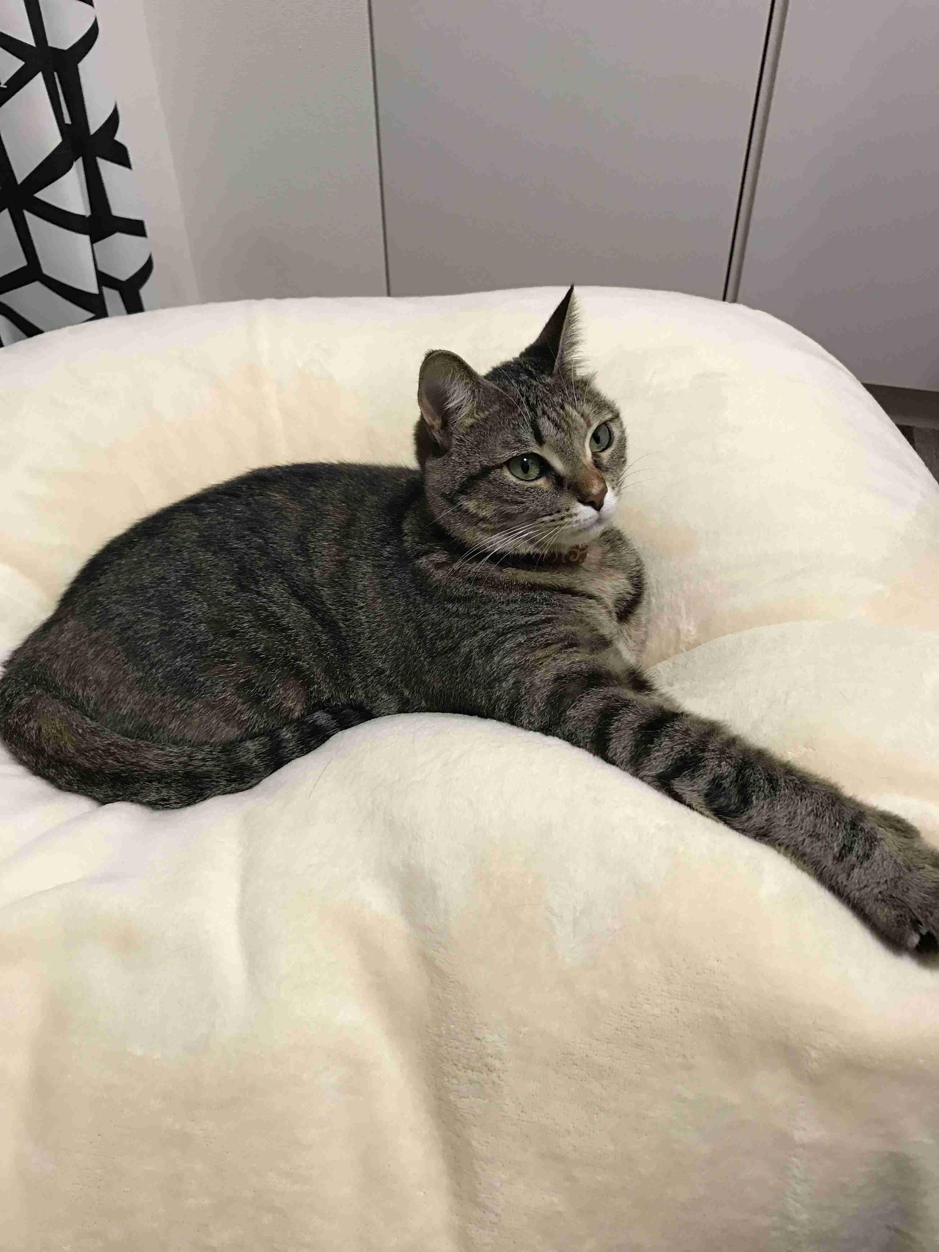 コメントをつけて動物画像を貼るトピ