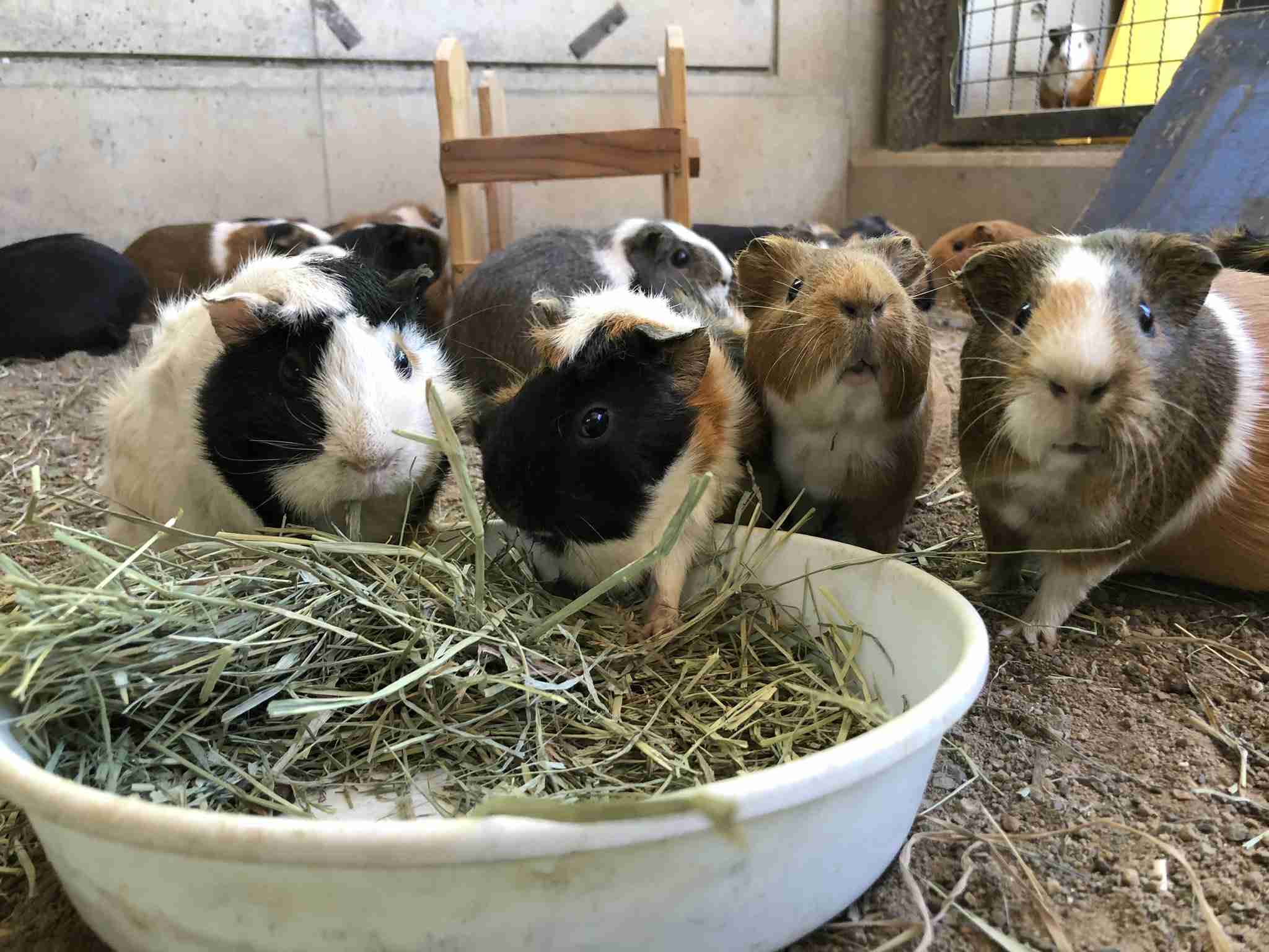 コメントをつけて動物画像を貼るトピ